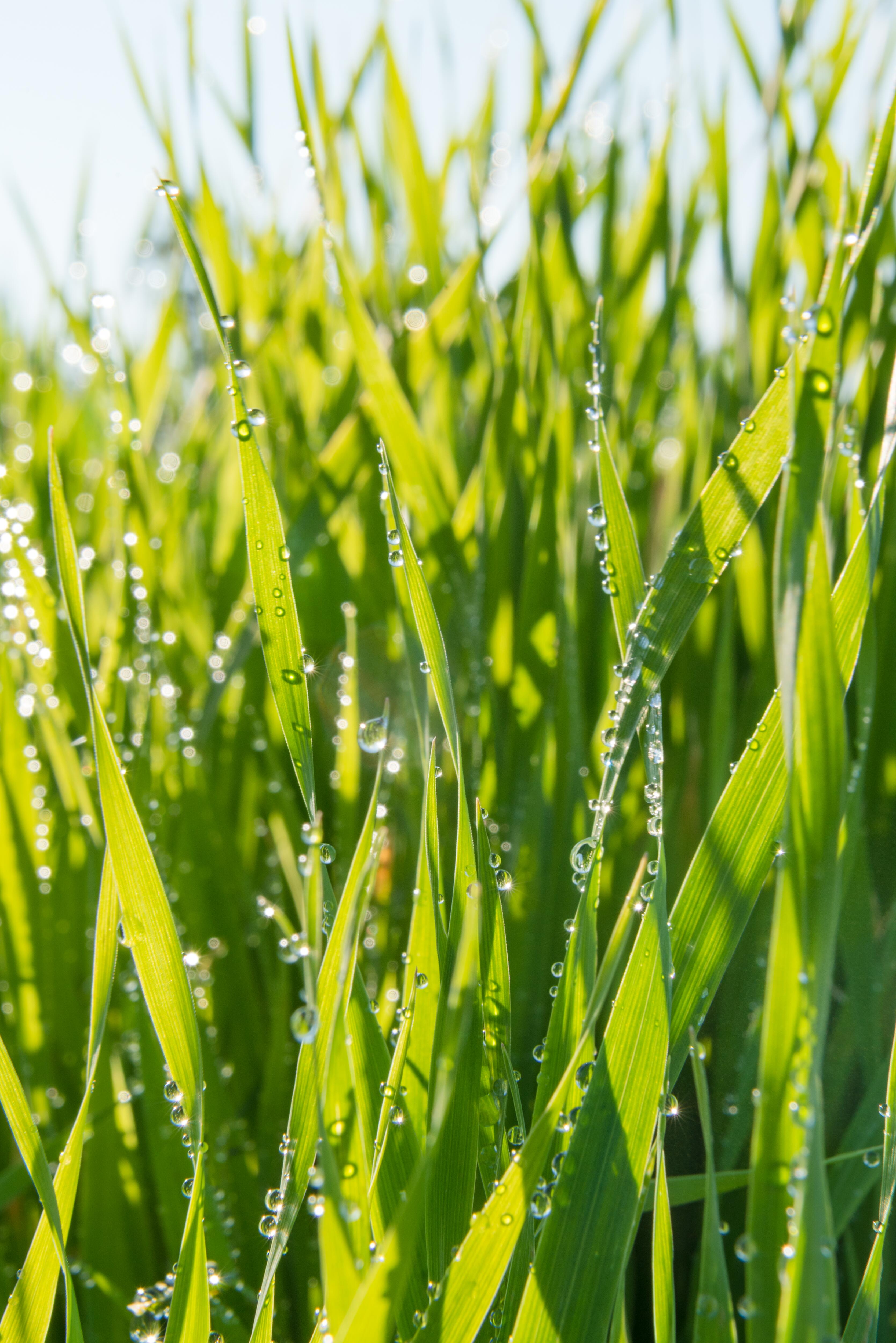 AD_Realba oat field_ot1_39132 - droits tous supports - monde jusqu_au 1er sept 2023